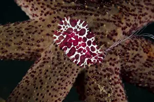 Comb: Comb Jelly - on Luzon Sea Star (Echinaster luzonicus)