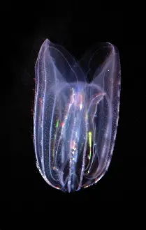 Jelly: Comb Jelly - marine plankton