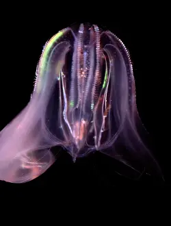 Jelly: Comb Jelly - marine plankton