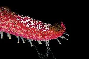 Jelly: Comb Jelly on Sea Star Tanjung Kubur dive site