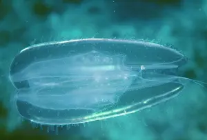 Phylum: COMB JELLYFISH