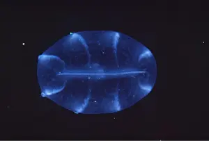 David Nance: Comb JELLYFISH / Sea Gooseberry