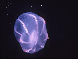 David Nance: Comb JELLYFISH / Sea Gooseberry