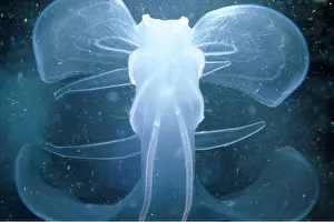 Comb: Comb JELLYFISH / Sea Gooseberry - Anal view