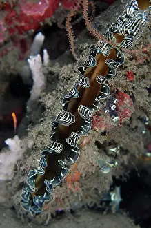 Comb: Comb Penshell - K41 dive site, Dili, East Timor