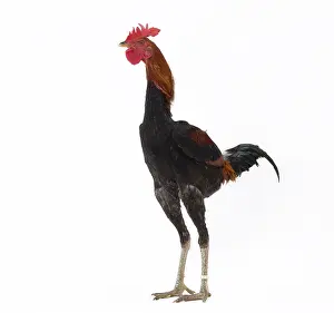 Thin: Combattant Chicken Cockerel / Rooster