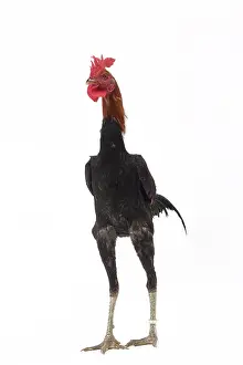 Thin: Combattant Chicken Cockerel / Rooster