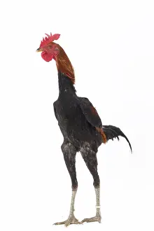 Thin: Combattant Chicken Cockerel / Rooster