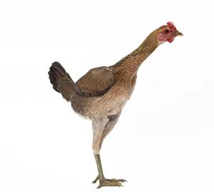 Thin: Combattant Chicken hen