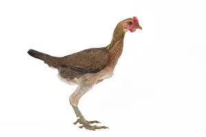 Thin: Combattant Chicken hen