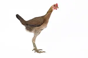 Thin: Combattant Chicken hen