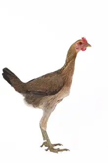 Thin: Combattant Chicken hen