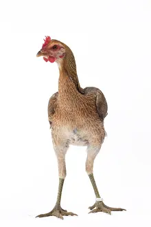 Thin: Combattant Chicken hen