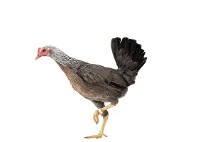 Combattant: Combattant du Nord Chicken hen