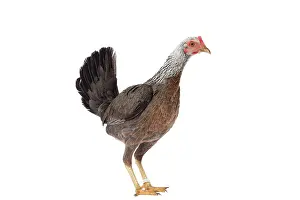 Combattant: Combattant du Nord Chicken hen