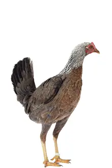 Combattant: Combattant du Nord Chicken hen