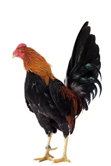 Combattant: Combattant du Nord Cockerel / Rooster