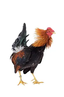 Wattles: Combattant du Nord Cockerel / Rooster