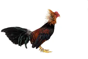 Combattant: Combattant du Nord Cockerel / Rooster