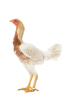 Combattant: Combattant du Palatinat Chicken hen