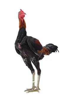 Thin: Combattant du Palatinat Golden Salmon Chicken