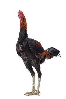 Thin: Combattant du Palatinat Golden Salmon Chicken