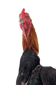 Thin: Combattant du Palatinat Golden Salmon Chicken
