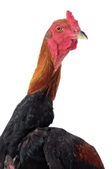 Thin: Combattant du Palatinat Golden Salmon Chicken
