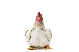 Cockerel: Combattant indien / Cornish / Indian Chicken