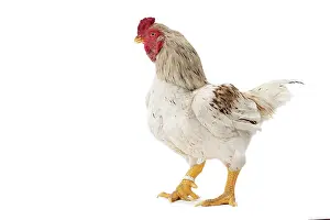 Cockerel: Combattant indien / Cornish / Indian Chicken