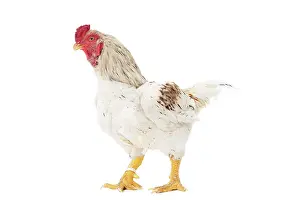 Wattles: Combattant indien / Cornish / Indian Chicken
