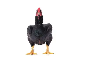 Combattant: Combattant indien / Cornish / Indian Chicken hen