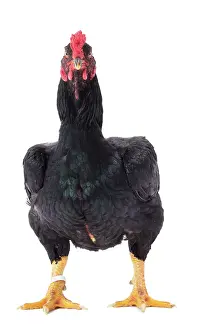 Wattles: Combattant indien / Cornish / Indian Chicken hen