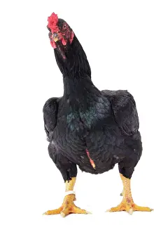 Wattles: Combattant indien / Cornish / Indian Chicken hen
