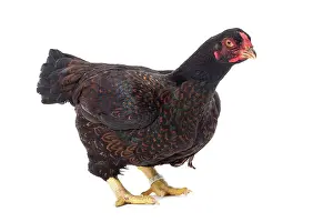 Combattant: Combattant indien / Cornish / Indian Chicken hen