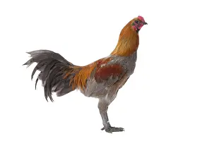 Cockerel: Combattant de Liege Chicken Cockerel / Rooster