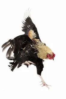 Cockerel: Combattant de Tirlemont Chicken
