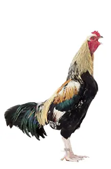 Combattant de Tirlemont Chicken
