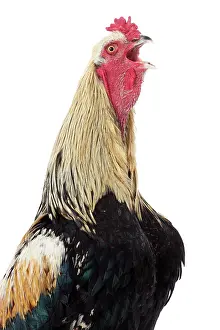 Wattles: Combattant de Tirlemont Chicken