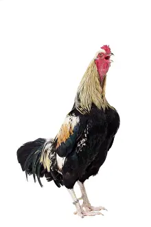 Cockerel: Combattant de Tirlemont Chicken Cockerel / Rooster