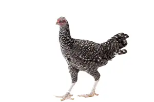 Combattant: Combattant de Tirlemont Chicken hen
