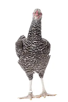 Combattant: Combattant de Tirlemont Chicken hen