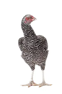 Combattant: Combattant de Tirlemont Chicken hen