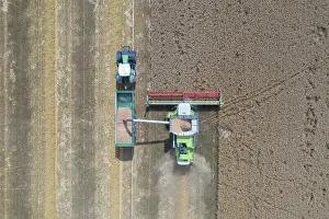 Grain: Combine harvester