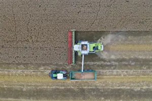 Grain: Combine harvester