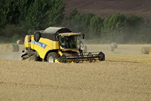 Tractors: Combine Harvester cutting wheat - September