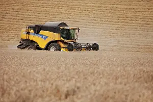 Tractors: Combine Harvester cutting wheat - September