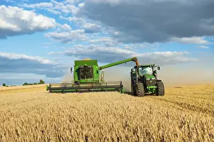 Unloading: Combine harvester harvesting wheat and unloading grain onto