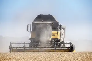 Harvesting: Combine harvesting wheat crop - Norfolk UK