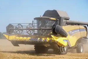 Harvesting: Combine harvesting wheat crop - Norfolk UK